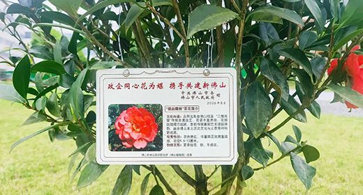 佛山市委市政府向葆德科技致感谢信，政企同心共植“祖庙雕刻”茶花